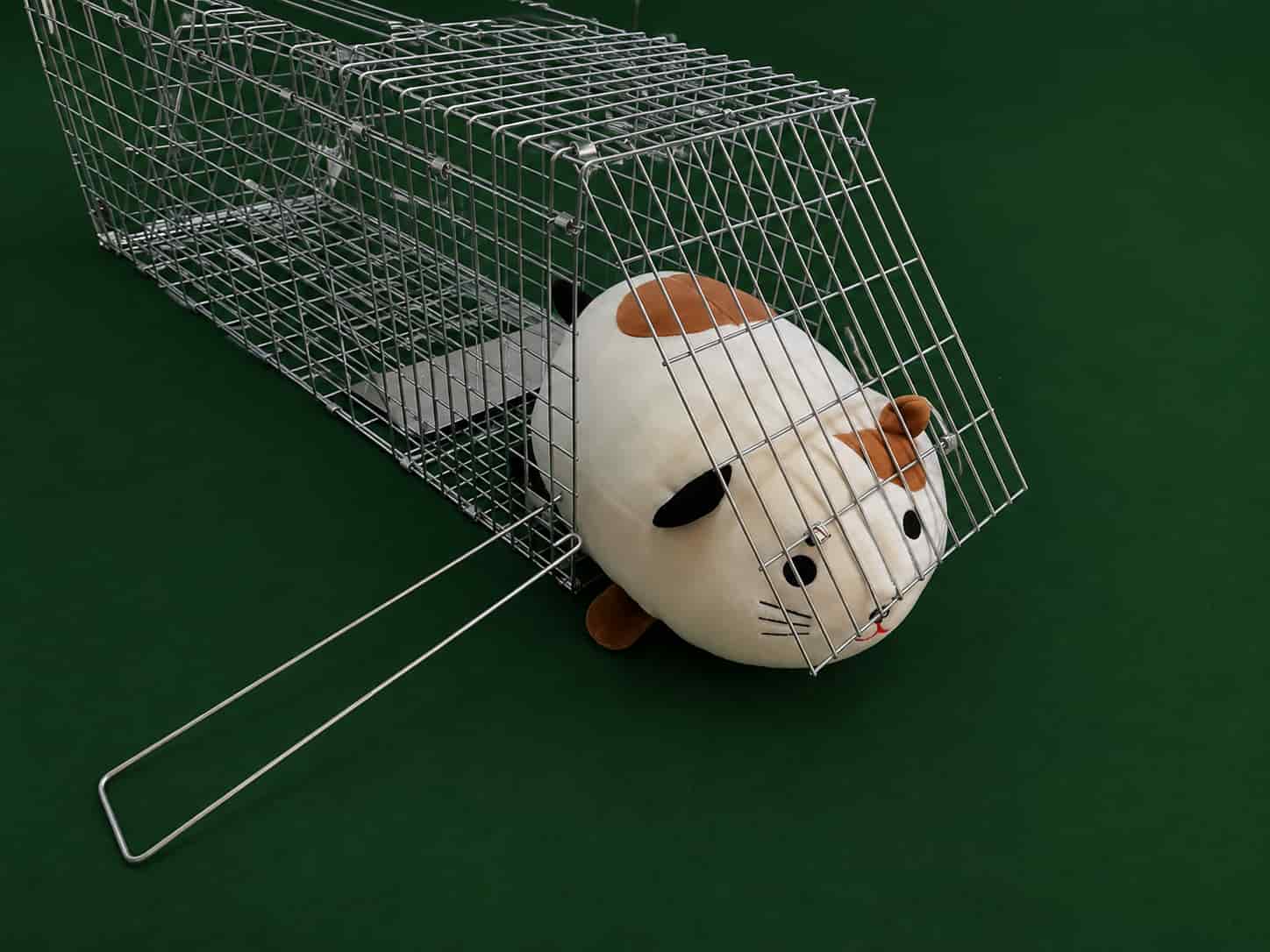 Cat away.