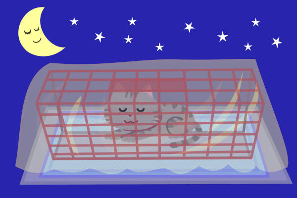 待機中の猫