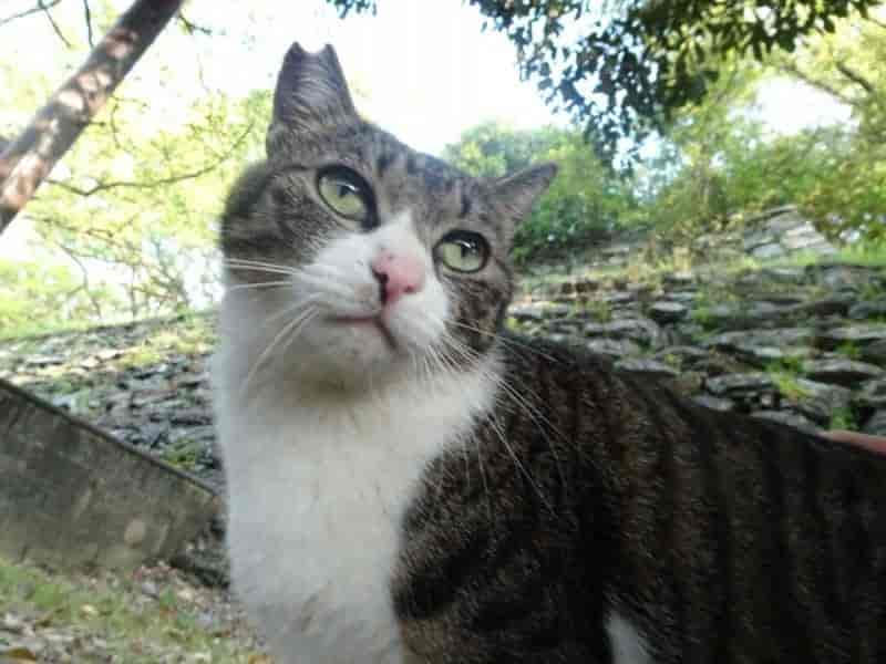 さくらねこ